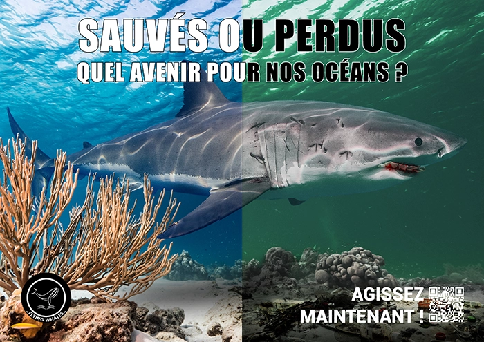 flying_whales_requin