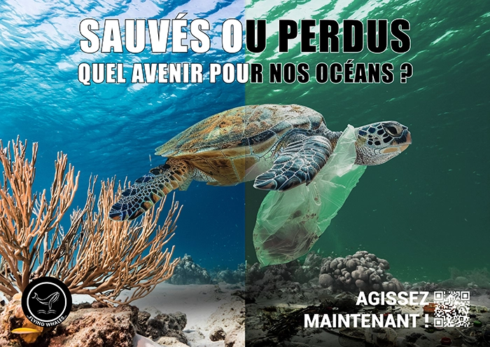 flying_whales_tortue